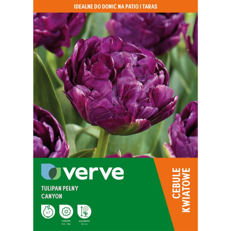 Tulipan wysoki Canyon 7 szt.