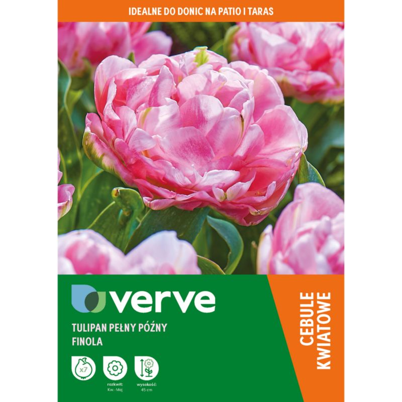 Tulipan Double Pink Finola 7 szt.