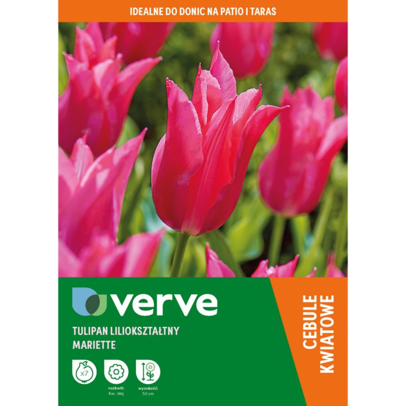 Tulipan Lily Pink Mariette 7 szt.