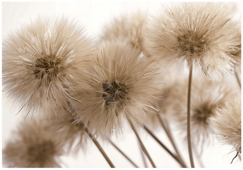 Fototapeta WALLARENA Do Sypialni Salonu Na Flizelinie Dmuchawce Natura Boho Brązowy 250x175 cm 16142VX5 1 szt.