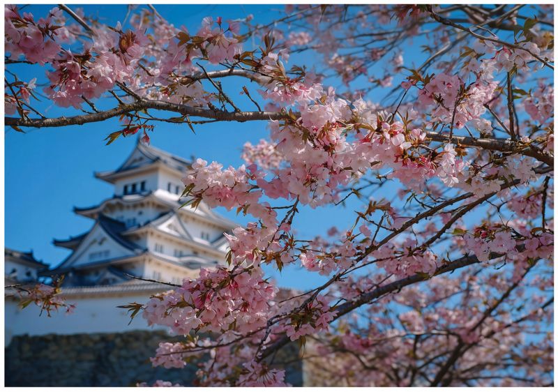Fototapeta WALLARENA Do Sypialni Salonu Na Flizelinie Kwiat Wiśni Japonia Natura 400x280 cm 1 szt.