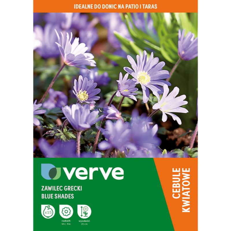 Zawilec Verve Blanda Blue Shades 15 sztuk