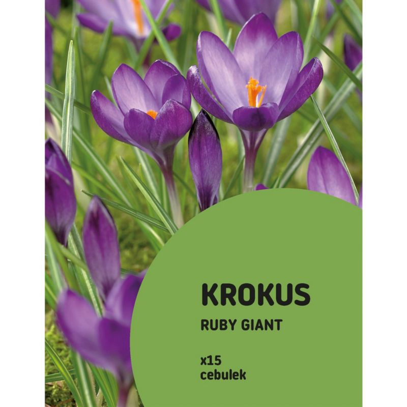 Krokus Ruby Giant 15 szt.