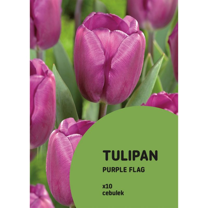 Tulipan Purple Flag 7 szt.