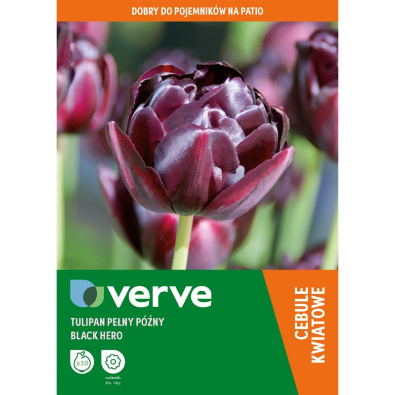 Tulipan Double Black Hero 10 szt.