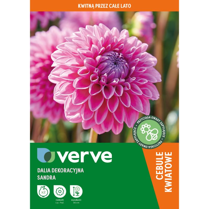 Cebule dalia Verve Pompon Sandra 2 szt.