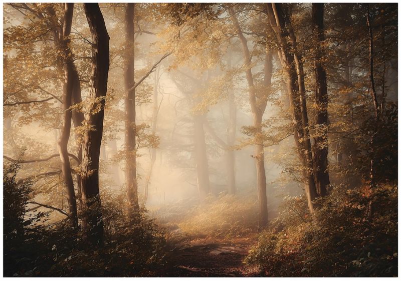 Fototapeta WALLARENA Do Sypialni Salonu Na Flizelinie Las Natura Drzewa Brązowy 350x250 cm 16048VX7 1 szt.