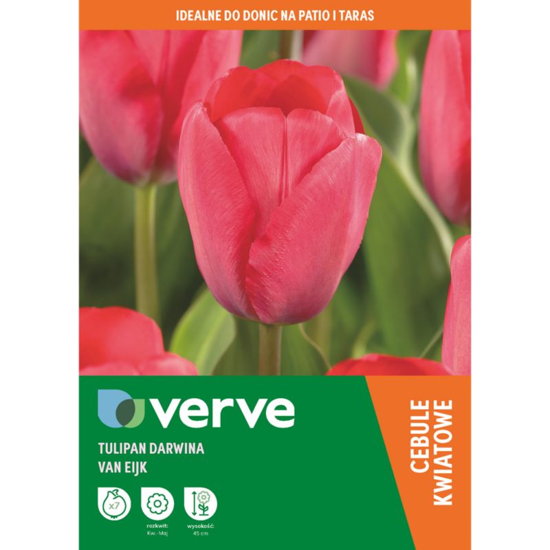 Tulipan Van Eijk 7 szt.