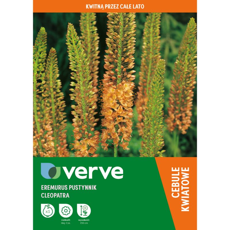 Cebule pustynnik żółty Verve 1 szt.