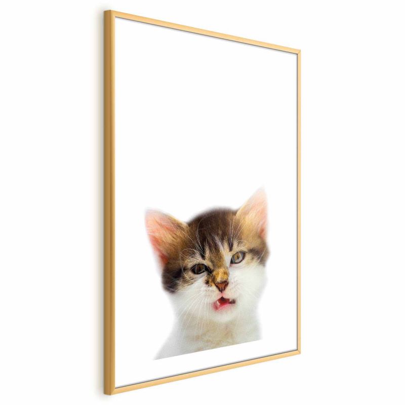 Plakat Artgeist Zirytowany kot 40x60 cm z ramą złotą z marginesem 1 szt