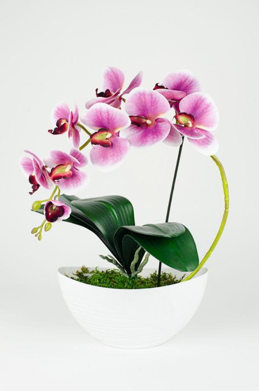 Storczyk w doniczce łódka Direct Home&Garden 49 cm 1 szt.