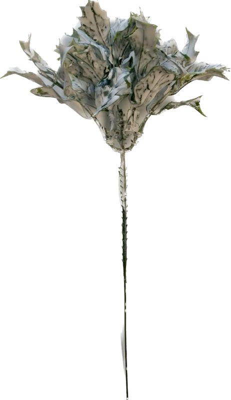 Pik ostrokrzewu bielony