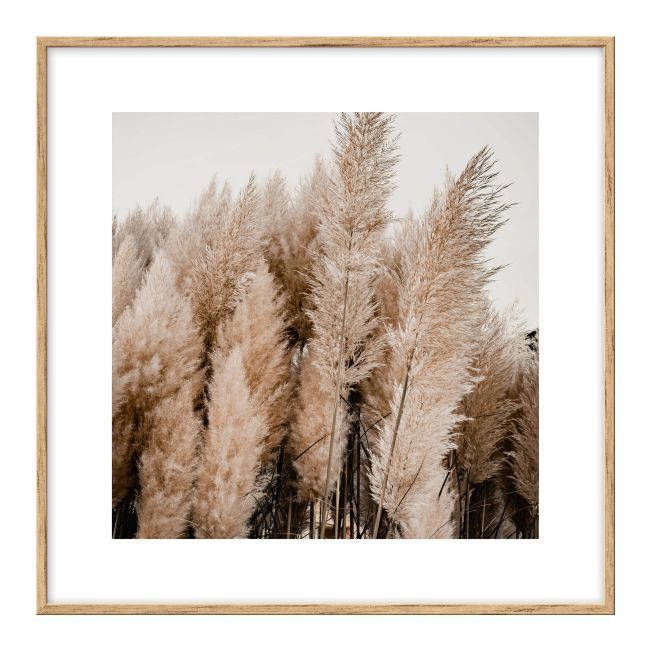 Zestaw obrazów Suszki sukulent 30 x 30 cm 4 szt.