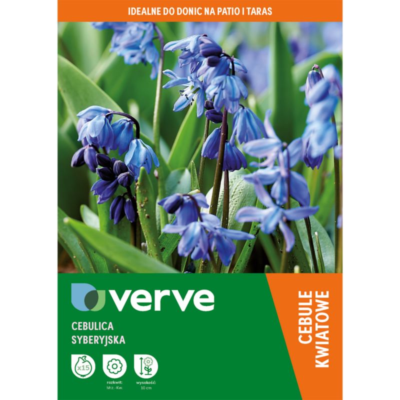 Cebulica syberyjska Verve 15 sztuk