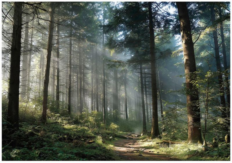 Fototapeta Las 3D Drzewa Natura Krajobraz WALLARENA 250x175 cm Tapeta Do Sypialni Salonu Kuchni 1 szt.