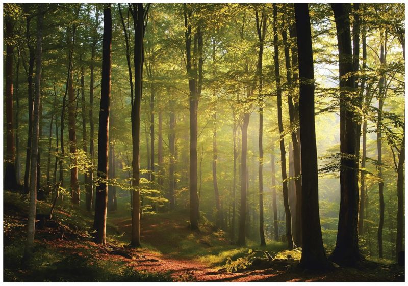 Fototapeta WALLARENA Do Sypialni Salonu Na Flizelinie Las Drzewa Natura 250x175 cm 1 szt.