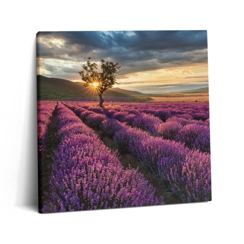 Obraz na płótnie Wallfluent 60x60 cm Pejzaż pola lawendy 1 szt.