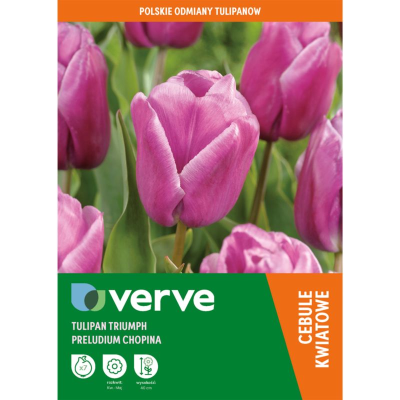 Tulipan Verve Preludium Chopina 7 sztuk