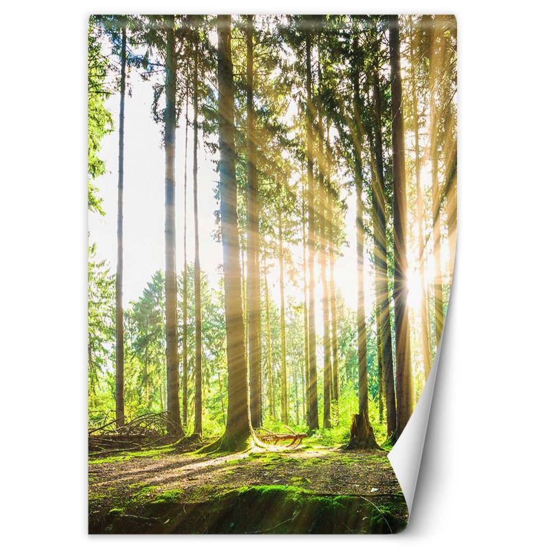 Fototapeta Feeby Las promienie słońca 100x140 1 szt