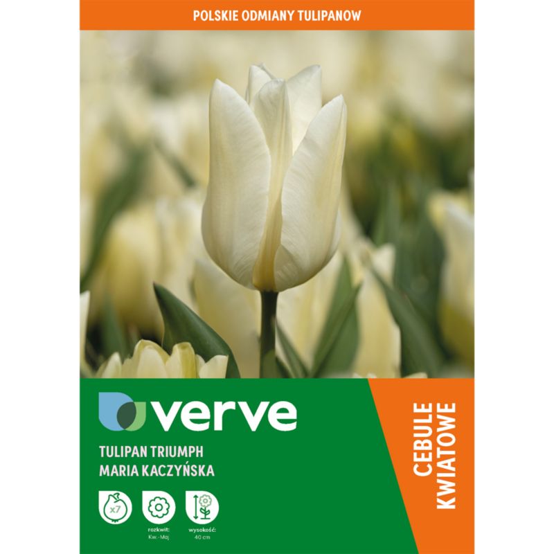 Tulipan Verve Maria Kaczyńska 7 sztuk