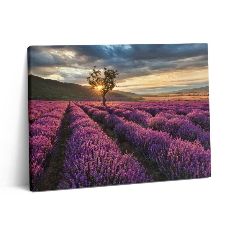 Obraz na płótnie Wallfluent 80x60 cm Pejzaż pola lawendy 1 szt.