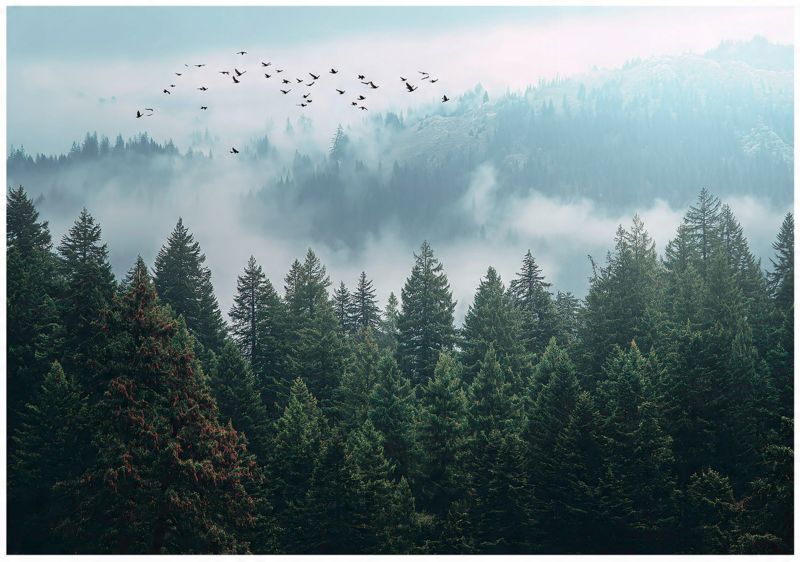 Fototapeta Las We Mgle 3D Drzewa Natura WALLARENA 300x210 cm Tapeta Do Sypialni Salonu Kuchni 1 szt.