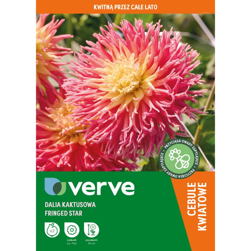 Dalia kaktusowa Fringed Star 2 szt.