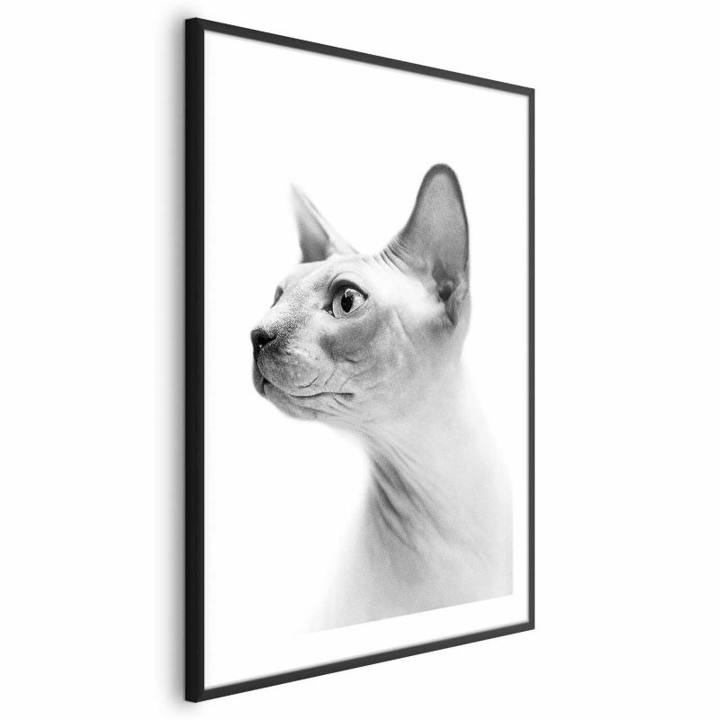 Plakat Artgeist bezwłosy kot 21x30 cm z ramą czarną 1 szt