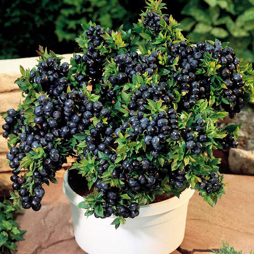 1 szt, Borówka amerykańska Top Hat, P9 - Sadzonki: Ilość w opakowaniu: 1 sadz