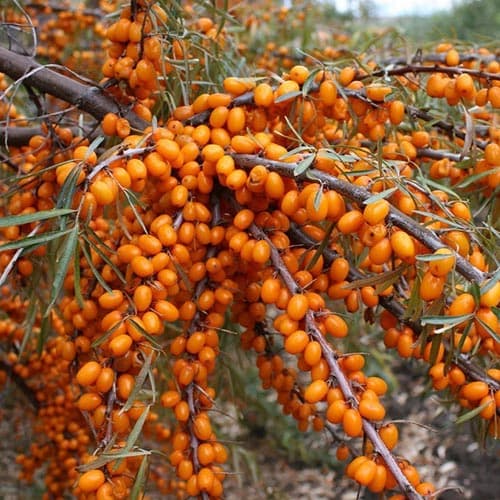 1 sadz, Rokitnik Nivelena - Sadzonki: Ilość w opakowaniu: 1 sadz