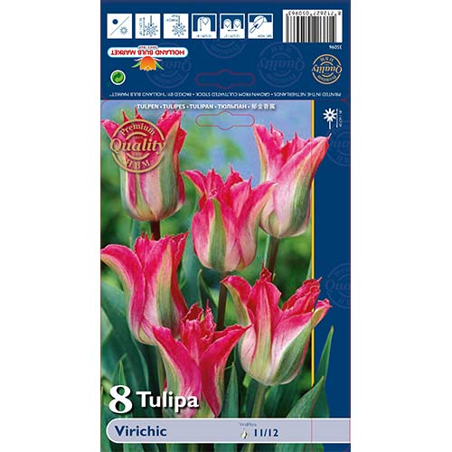 8 szt., Tulipan Viridiflora Virichic - Cebule: Ilość w opakowaniu: 8 szt.