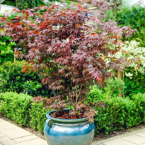 1 szt, Klon palmowy - Sadzonki: Ilość w opakowaniu: 1 sadz