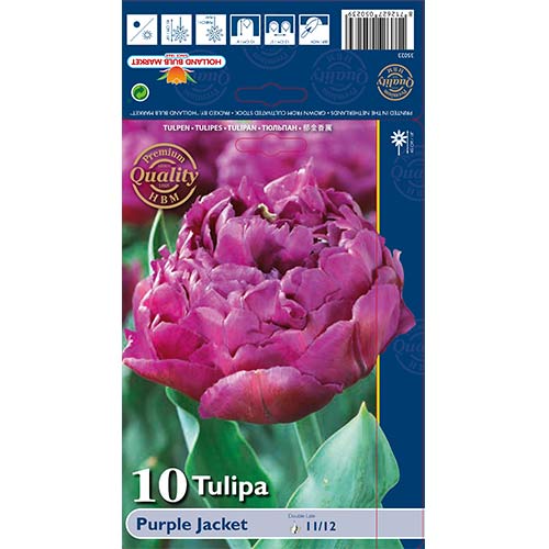 10 szt., Tulipan pełny Purple Jacket - Cebule: Ilość w opakowaniu: 10 szt.