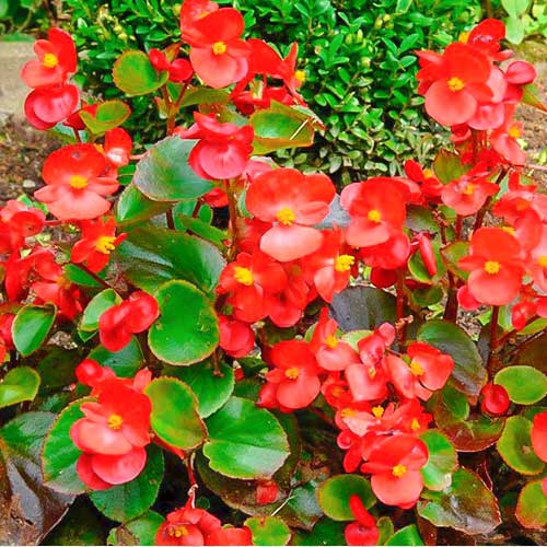 1 szt, Begonia stale kwitnąca niska Kolia F1 czerwona Legutko - Nasiona: Ilość w opakowaniu: 0.1 g