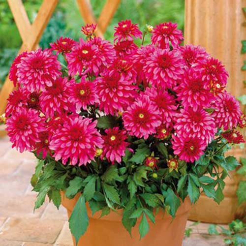 1 szt, Dalia Cheeky Glow - Cebule: Ilość w opakowaniu: 1 kłącza