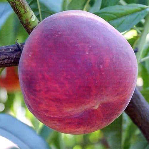 1 sadz, Brzoskwinia Luparri - Sadzonki: Ilość w opakowaniu: 1 sadz