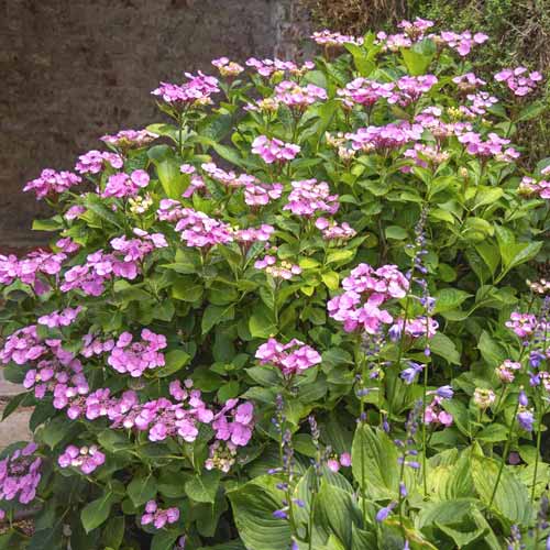 1 sadz, Hortensja Santiago PBR, С3 - Sadzonki: Ilość w opakowaniu: 1 sadz