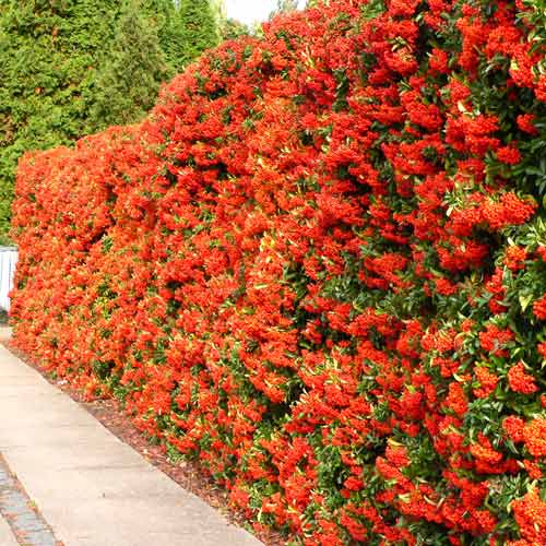 1 sadz, Ognik szkarłatny Red Column - Sadzonki: Ilość w opakowaniu: 1 sadz