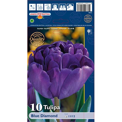 5 szt., Tulipan pełny Blue Diamond - Cebule: Ilość w opakowaniu: 5 szt.