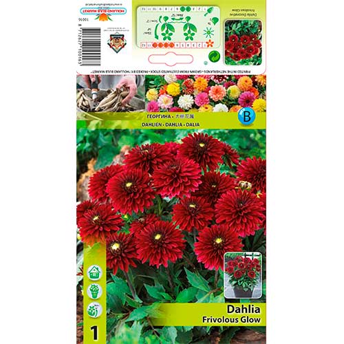 1 szt., Dalia Frivolous Glow - Byliny: Ilość w opakowaniu: 1 szt.