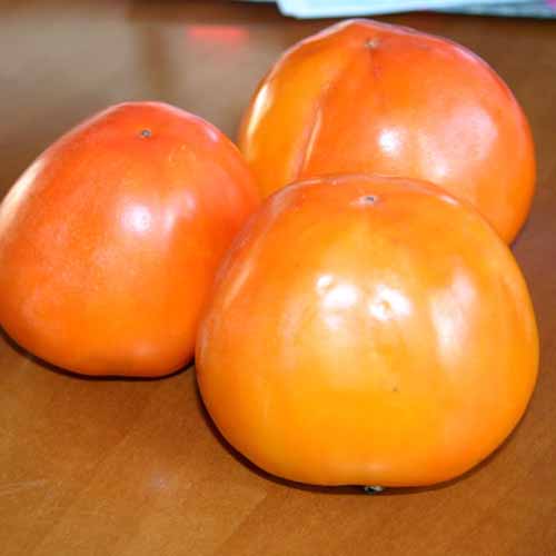 1 sadz, Kaki (Hurma wschodnia) Hana Fuyu - Sadzonki: Ilość w opakowaniu: 1 sadz