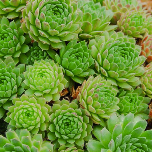 1 sadz, Rojnik (Sempervivum) Sabat - Sadzonki: Ilość w opakowaniu: 1 sadz