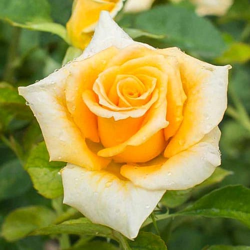 1 sadz, Róża wielkokwiatowa Monika yellow - Sadzonki: Ilość w opakowaniu: 1 sadz