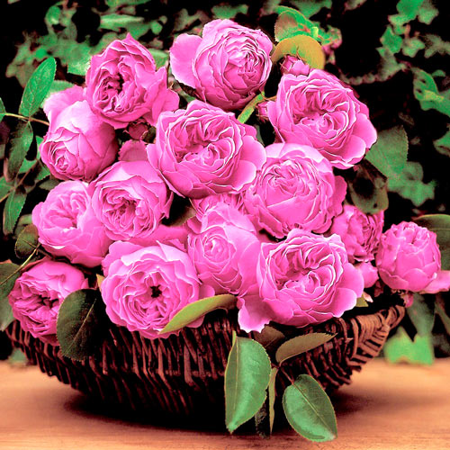 1 sadz, Róża bukietowa Leonardo da Vinci - Sadzonki: Ilość w opakowaniu: 1 sadz