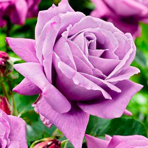 Róża wielkokwiatowa Charley - Sadzonki: Ilość w opakowaniu: 1 sadz - GradinaMax