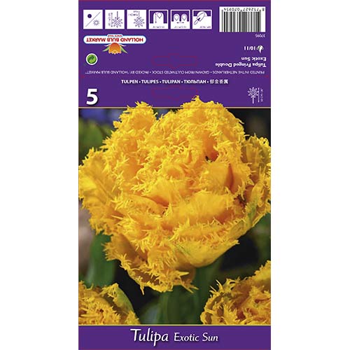 Tulipan strzępiasty Exotic Sun - Cebule: Ilość w opakowaniu: 5 szt. - GradinaMax