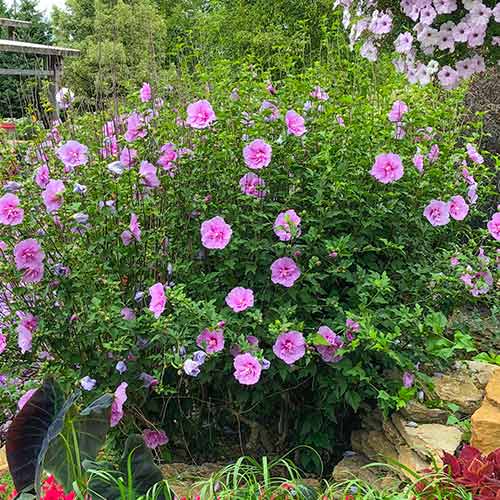 1 sadz, Hibiskus (Ketmia syryjska) Lavander Chiffon - Sadzonki: Ilość w opakowaniu: 1 sadz