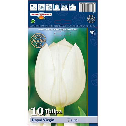 10 szt., Tulipan Triumph Royal Virgin - Cebule: Ilość w opakowaniu: 10 szt.