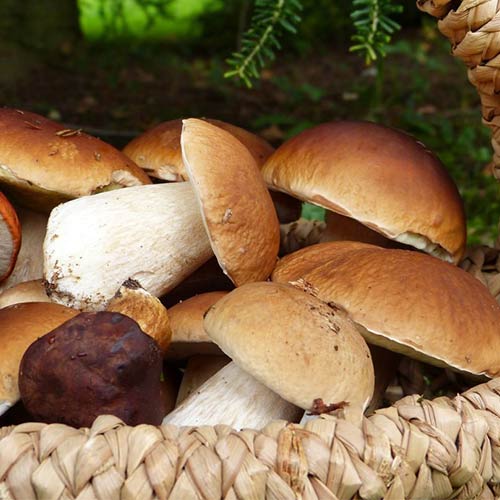 1 szt, Borowik Królewski (Szlachetny) - Grzybnia: Ilość w opakowaniu: 60 ml