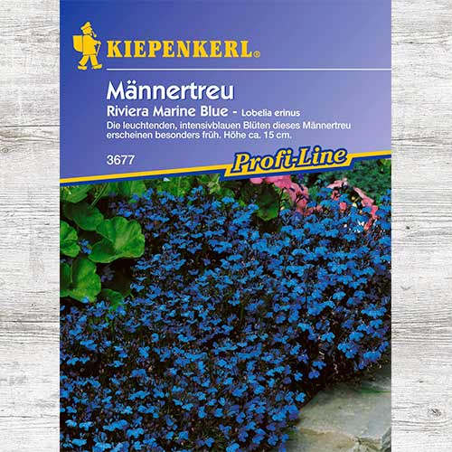 1 szt, Lobelia przylądkowa Riviera Marine Blue - Nasiona: Ilość w opakowaniu: 1 opak
